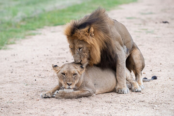 Mating Lions seen on a safari in South Africa