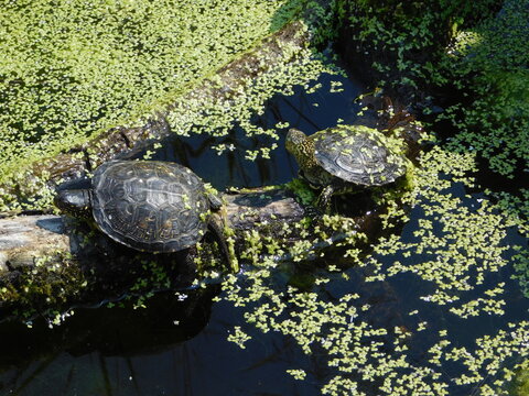 The European pond turtle (Emys orbicularis), also called commonly the European pond terrapin and the European pond tortoise, is a species of long-living freshwater turtle in the family Emydida