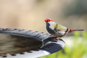 Red-browed Finch (Neochmia temporalis) at birdbath, South Australia