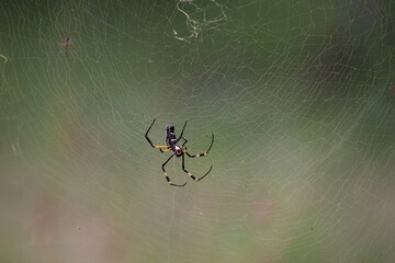 spider on web