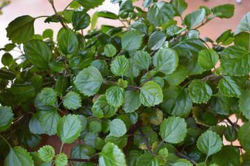 Plectranthus verticillatus or Swedish Ivy