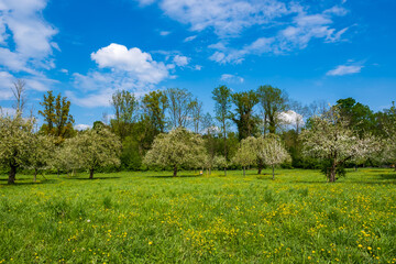 Meadow landscape with trees and blue sky