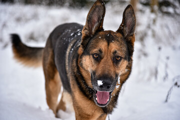 German shepherd playing outdoor in snow.