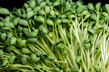 Fototapeta premium Healthy Green Food Green Bean Sprout 
