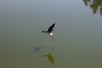 Mexican nun bird flying over a lake.