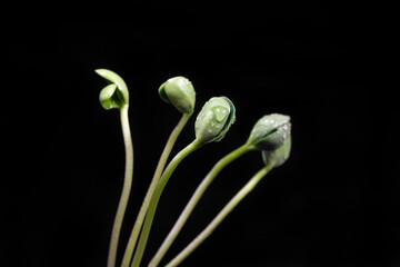 Healthy Green Food Green Bean Sprout 