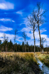 polana w lesie © Krzysztof Rostkowski