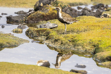USA, Hawaii, Honokohau Bay. Pacific golden plover close-up.