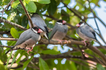 USA, Hawaii, Kona. Java sparrows close-up.