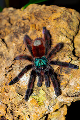 ptasznik wielobarwny, caribena versicolor © Krzysztof Rostkowski