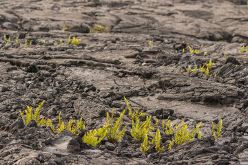 USA, Hawaii, Hawaii Volcanoes National Park. Ferns growing in lava field.
