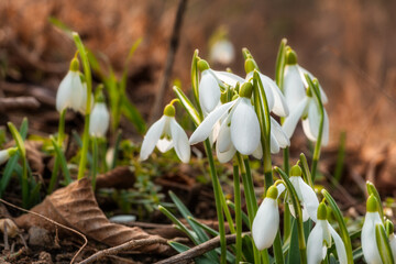 Blooming snowdrops cover the ground on a late february afternoon