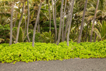USA, Hawaii, Punalu'u Black Sand Beach. Black sand and palm trees.