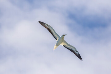 USA, Kauai, Kilauea Point National Wildlife Refuge. Red-legged booby flying.
