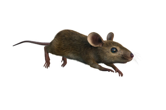 Brown mouse 3D illustration isolated on white background.