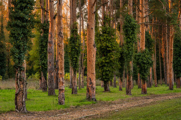 Row of trees dressed to autumn colors beside a little walkway inside of a botanical garden