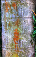 Trunk of palm tree with lichen, McBryde Garden, Kauai Hawaii