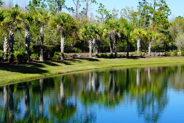 Beautiful palm tree in a Florida community