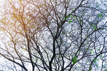 tree branches against the sky