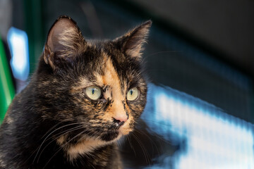 Close up of a 
Tortoiseshell cat. Green eyes