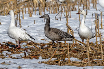 Dark juvenile or blue morph Snow goose feeding in a corn field during the spring migration at Middle Creek Wildlife Management Area. Distinguished from other dark geese by uniform dark gray color.