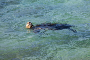 Green sea turtle haul-out, Ho'okipa Beach Park, Maui, Hawaii.