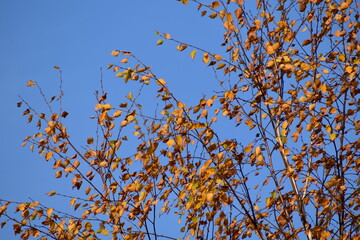 yellow autumn birch-trees against blue sky