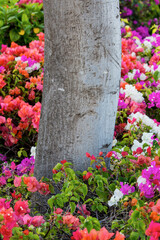 Bougainvillea flowering, Kihei, Maui, Hawaii.