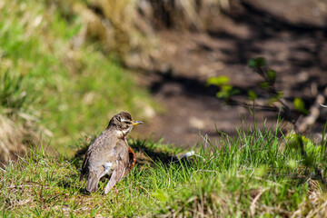 A redwing bird walking on a path