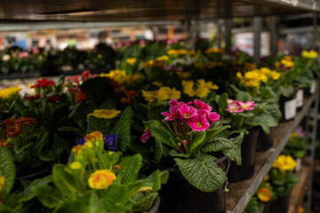Fototapeta na wymiar Selective focus on multicolored primrose flowers in pots on a rack in a garden store. Sale of garden flowers before the start of the spring season.