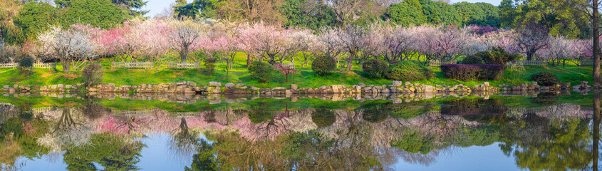 Spring plum blossoms and park scenery in East Lake Plum Garden in Wuhan, Hubei