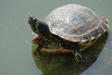 Fototapeta premium 池のカメ