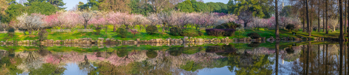 Spring plum blossoms and park scenery in East Lake Plum Garden in Wuhan, Hubei