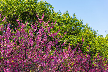 Obraz premium Spring plum blossoms and park scenery in East Lake Plum Garden in Wuhan, Hubei