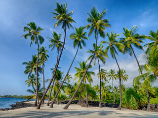 Fototapeta na wymiar Usa, Hawaii, Big Island. Palm trees at the National Historic Park Pu'uhonua o Honaunau.
