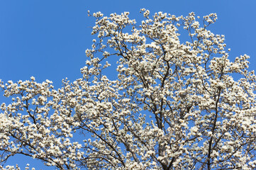 Spring plum blossoms and park scenery in East Lake Plum Garden in Wuhan, Hubei