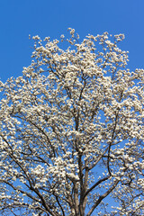 Spring plum blossoms and park scenery in East Lake Plum Garden in Wuhan, Hubei