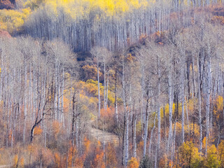 Colorado, Keebler Pass, aspens and golden colors of Autumn