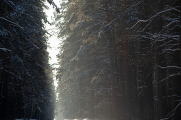 pine winter forest in sunlight, use as background or texture