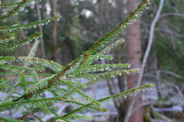 dew on the pine branch