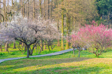 Spring plum blossoms and park scenery in East Lake Plum Garden in Wuhan, Hubei