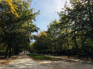 ヨーロッパの並木道