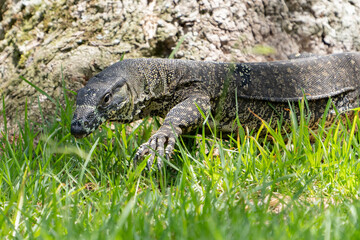 Australian Goanna