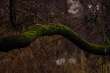 Colorful moss on a tree a park in Zagreb Croatia
