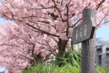 春めき桜