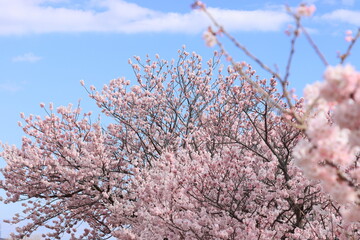 春めき桜