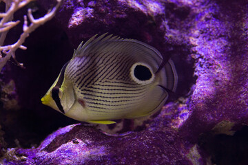 The Foureye Butterflyfish (Chaetodon capistratus).