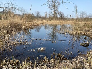 Natural landscape during late winter in the natural protection zone Aargau Reuss river plain...