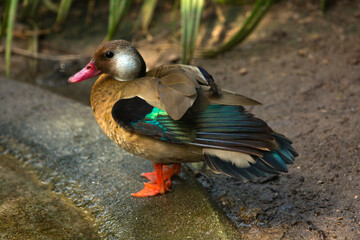 The Brazilian teal, Brazilian duck (Amazonetta brasiliensis).