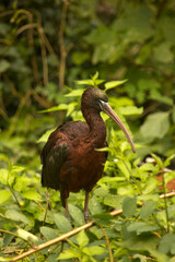 The glossy ibis (Plegadis falcinellus).